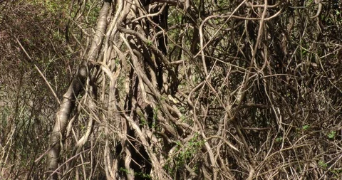 Vine forms thicket in sunlight overcome the forest Stock Footage 87846819