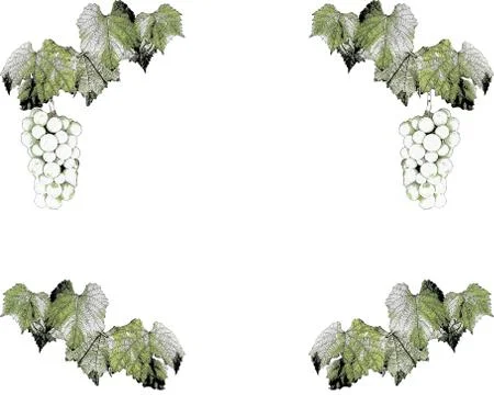 Vine frame Stock Illustration