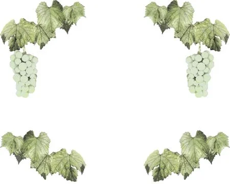 Vine frame Stock Illustration