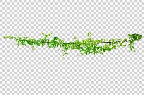 Vine frame leaf vine circle Isolate on transparent background PNG file Stock Illustration