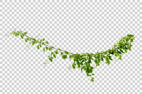 Vine frame leaf vine circle Isolate on transparent background PNG file Stock Illustration
