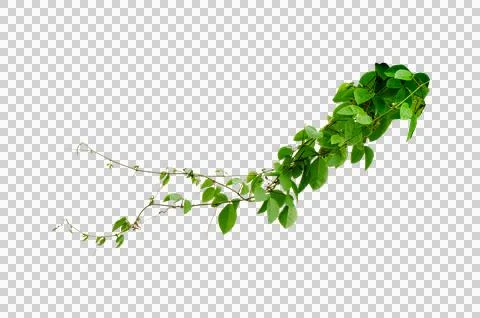 Vine frame leaf vine circle Isolate on transparent background PNG file Stock Illustration