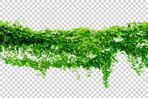 Vine frame leaf vine circle Isolate on transparent background PNG file Stock Illustration