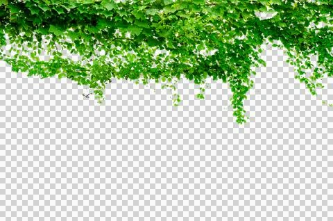 Vine frame leaf vine circle Isolate on transparent background PNG file Stock Illustration