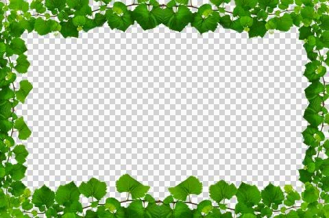 Vine frame leaf vine circle Isolate on transparent background PNG file Stock Illustration