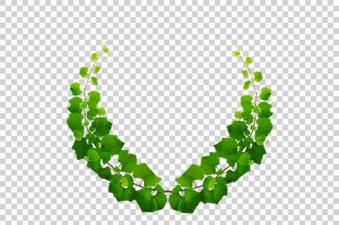 Vine frame leaf vine circle Isolate on transparent background PNG file Stock Illustration