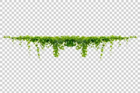 Vine frame leaf vine circle Isolate on transparent background PNG file Stock Photos