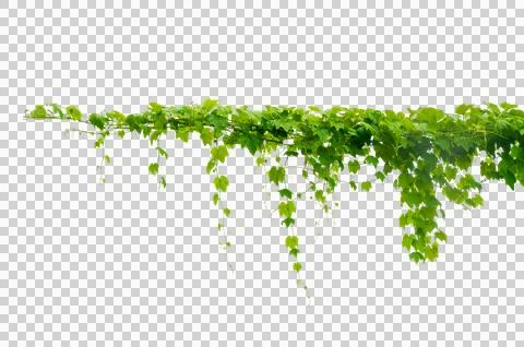 Vine frame leaf vine circle Isolate on transparent background PNG file Stock Photos