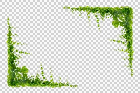 Vine frame leaf vine circle Isolate on transparent background PNG file Stock Photos