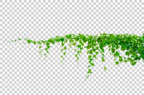 Vine frame leaf vine circle Isolate on transparent background PNG file Stock Photos