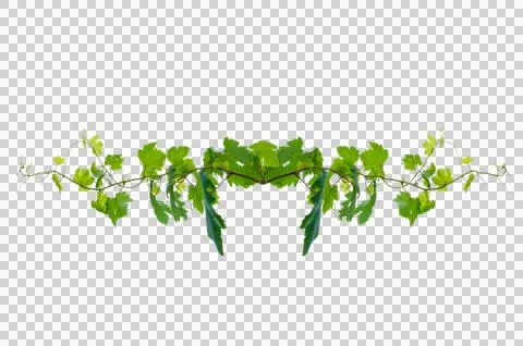 Vine frame leaf vine circle Isolate on transparent background PNG file Stock Photos