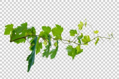 Vine frame leaf vine circle Isolate on transparent background PNG file Stock Photos