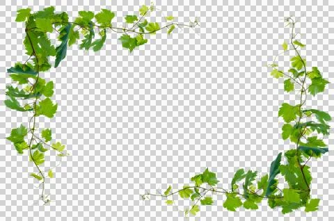 Vine frame leaf vine circle Isolate on transparent background PNG file Stock Photos