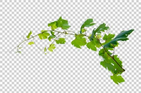 Vine frame leaf vine circle Isolate on transparent background PNG file Stock Photos
