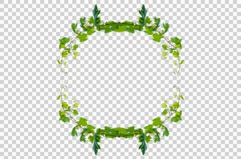 Vine frame leaf vine circle Isolate on transparent background PNG file Stock Photos