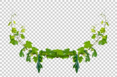 Vine frame leaf vine circle Isolate on transparent background PNG file Stock Photos