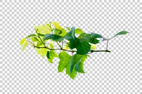 Vine frame leaf vine circle Isolate on transparent background PNG file Stock Photos