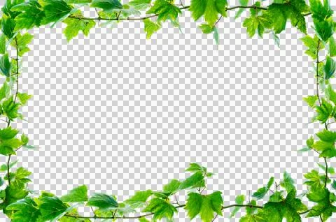 Vine frame leaf vine circle Isolate on transparent background PNG file Stock Photos
