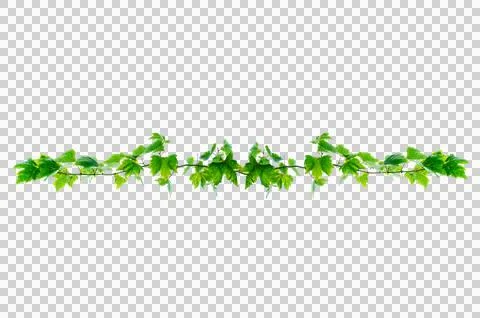 Vine frame leaf vine circle Isolate on transparent background PNG file Stock Photos
