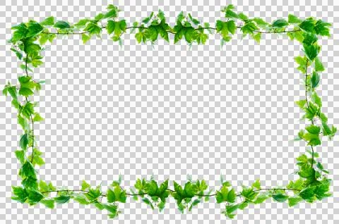 Vine frame leaf vine circle Isolate on transparent background PNG file Stock Photos