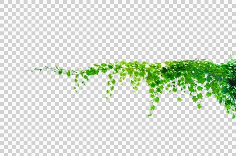 Vine frame leaf vine circle Isolate on transparent background PNG file Stock Photos