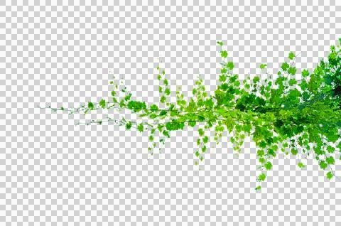 Vine frame leaf vine circle Isolate on transparent background PNG file Stock Photos