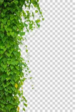 Vine frame leaf vine circle Isolate on transparent background PNG file Stock Photos