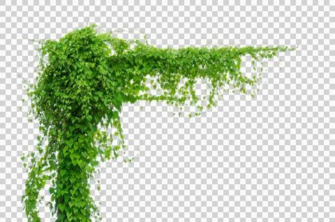 Vine frame leaf vine circle Isolate on transparent background PNG file Stock Photos