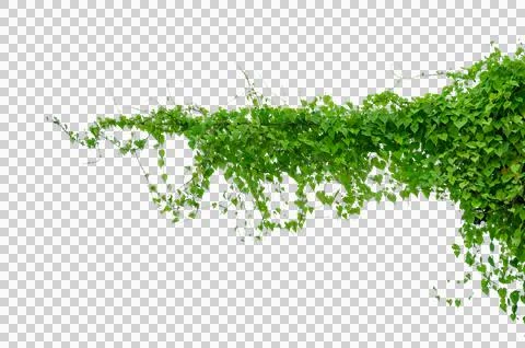 Vine frame leaf vine circle Isolate on transparent background PNG file Stock Photos