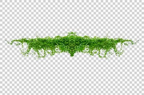 Vine frame leaf vine circle Isolate on transparent background PNG file Stock Photos