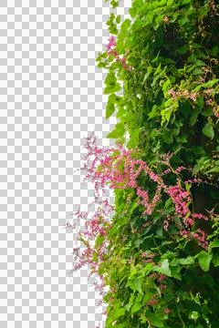 Vine frame leaf vine circle Isolate on transparent background PNG file Stock Photos