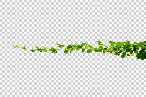 Vine frame leaf vine circle Isolate on transparent background PNG file Stock Photos