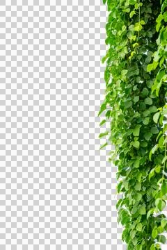 Vine frame leaf vine circle Isolate on transparent background PNG file Stock Photos