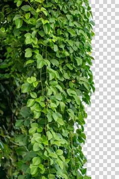 Vine frame leaf vine circle Isolate on transparent background PNG file Stock Photos