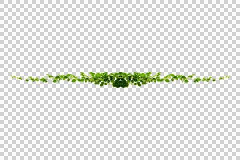 Vine frame leaf vine circle Isolate on transparent background PNG file Stock Photos