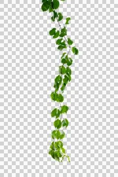 Vine frame leaf vine circle Isolate on transparent background PNG file Stock Photos