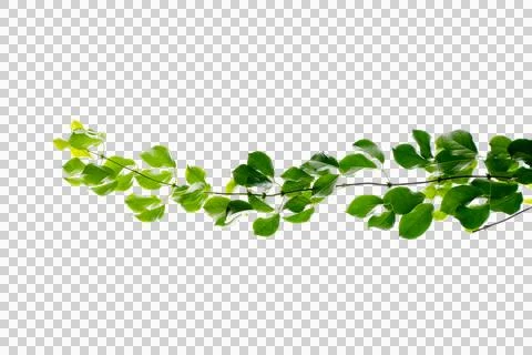Vine frame leaf vine circle Isolate on transparent background PNG file Stock Photos