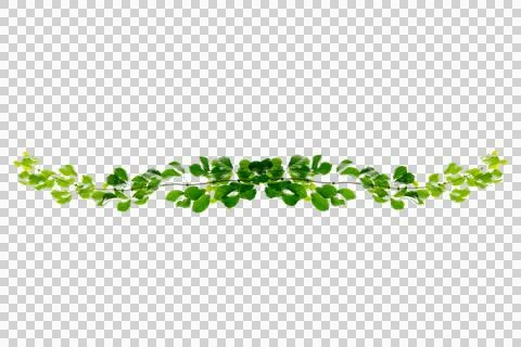 Vine frame leaf vine circle Isolate on transparent background PNG file Stock Photos