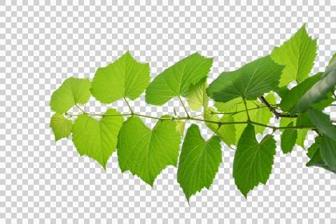 Vine frame leaf vine circle Isolate on transparent background PNG file Stock Photos