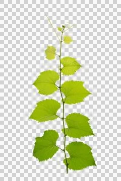 Vine frame leaf vine circle Isolate on transparent background PNG file Stock Photos
