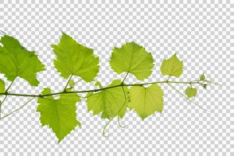 Vine frame leaf vine circle Isolate on transparent background PNG file Fotos Stock