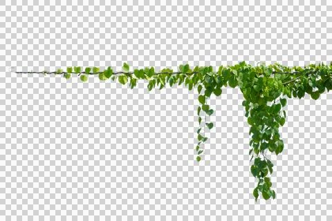Vine frame leaf vine circle Isolate on transparent background PNG file Stockfoto's