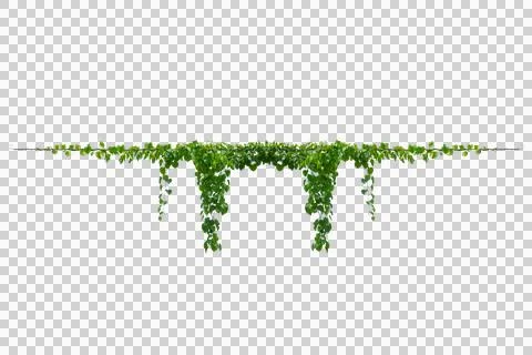 Vine frame leaf vine circle Isolate on transparent background PNG file Stock Photos