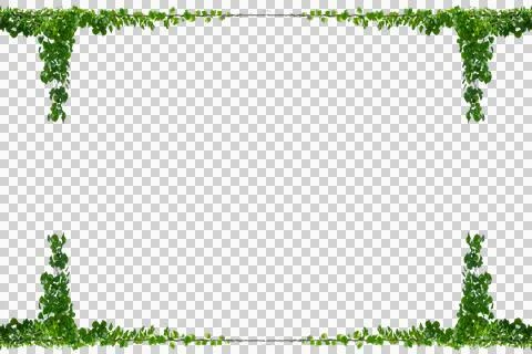 Vine frame leaf vine circle Isolate on transparent background PNG file Stockfoto's
