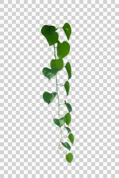 Vine frame leaf vine circle Isolate on transparent background PNG file Stockfoto's