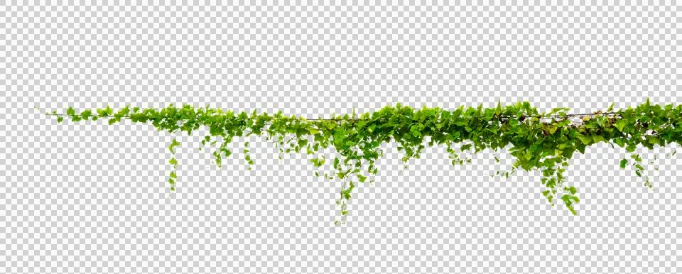 Vine frame leaf vine Isolate on transparent background PNG file Stock Photos