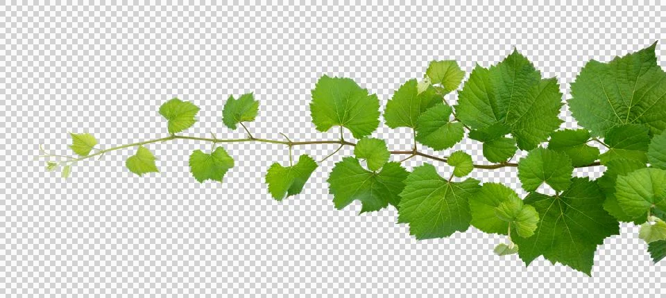 Vine frame leaf vine Isolate on transparent background PNG file Stock Photos