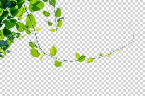 Vine frame leaf vine Isolate on transparent background PNG file Stock Photos