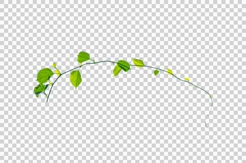 Vine frame leaf vine Isolate on transparent background PNG file Stock Photos