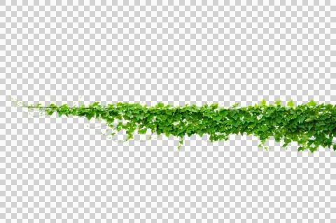 Vine frame leaf vine Isolate on transparent background PNG file Foto stock